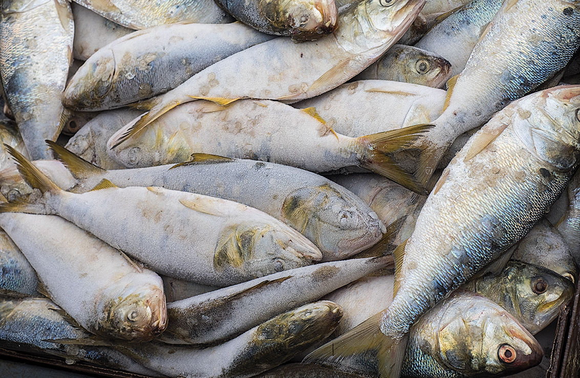 Harvested menhaden